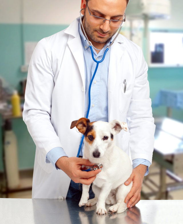 Top Walk-In Vets Near You: Best Clinics for Immediate Pet Care in 2024